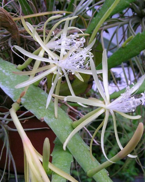 Disocactus Macranthus