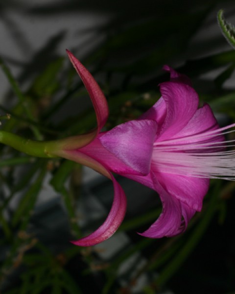 Disocactus Nelsonii