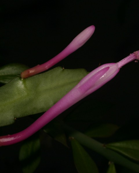 Disocactus Quezaltecus