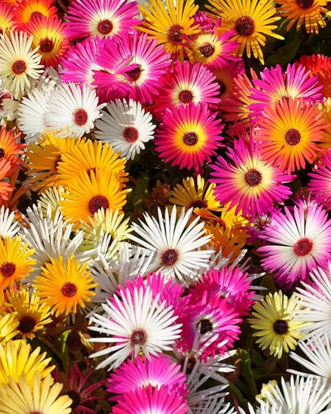 Dorotheanthus bellidiformis