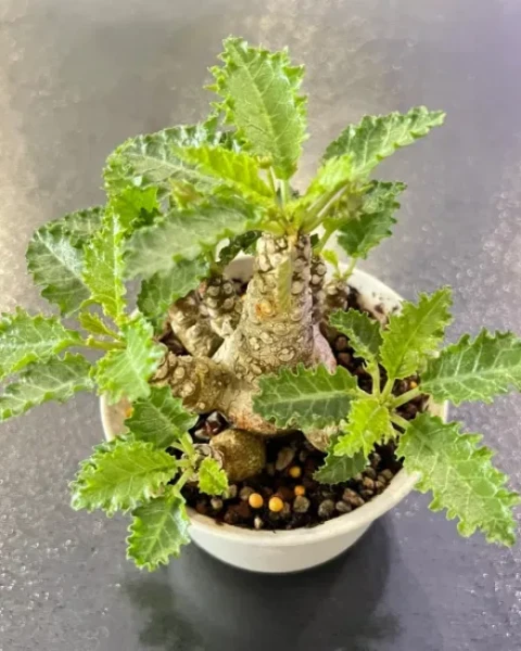 Dorstenia