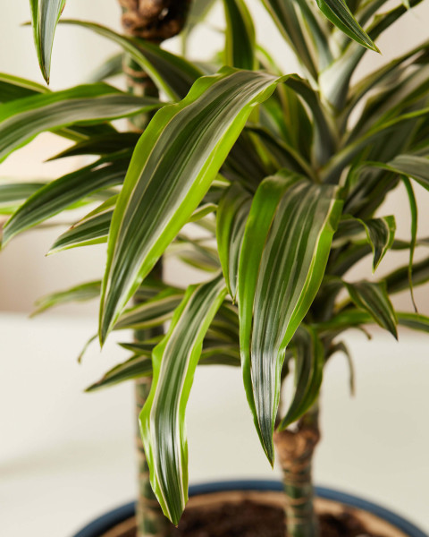 Dracaena