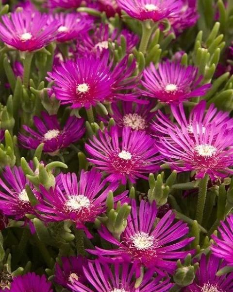 Drosanthemum