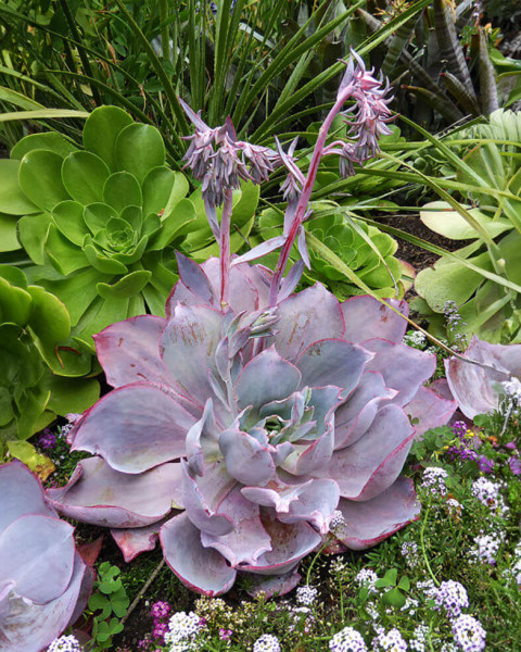 Echeveria 'Afterglow'