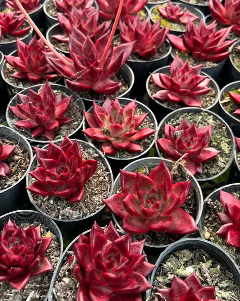 Echeveria agavoides 'Romeo Rubin'
