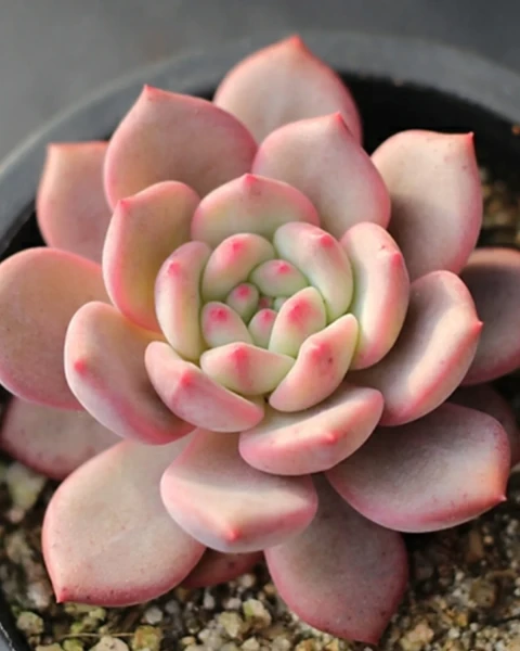 Echeveria 'Ariel'