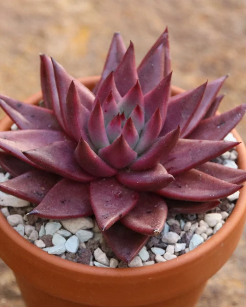 Echeveria 'Celestia'