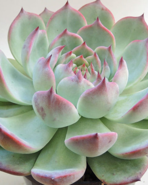 Echeveria chihuahuensis