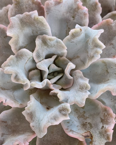 Echeveria 'Crispate Beauty'