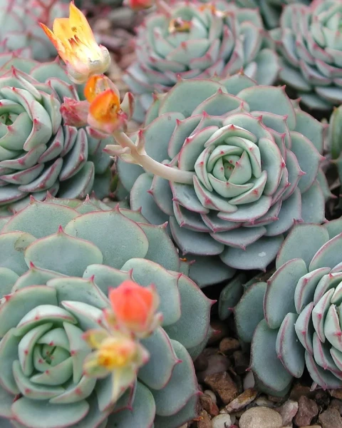 Echeveria derenbergii