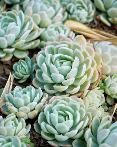 Echeveria elegans