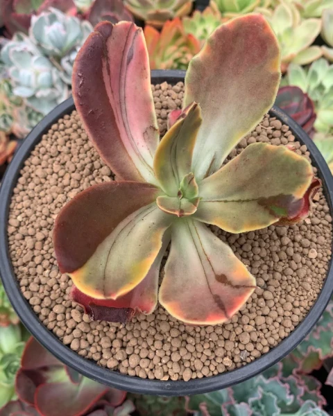 Echeveria fimbriata 'Variegata'