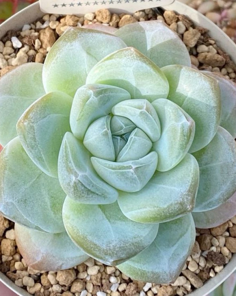 Echeveria 'Ice Green'