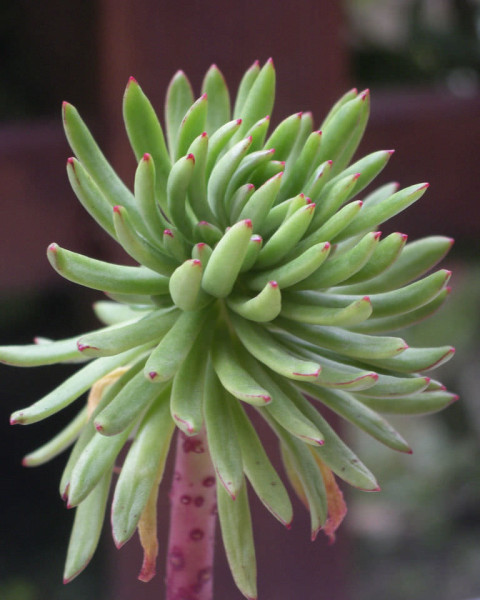 Echeveria johnsonii