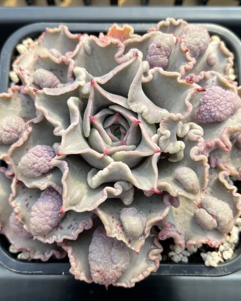 Echeveria 'Madiba Carunculated'