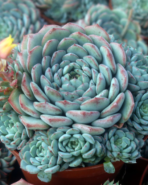Echeveria minima