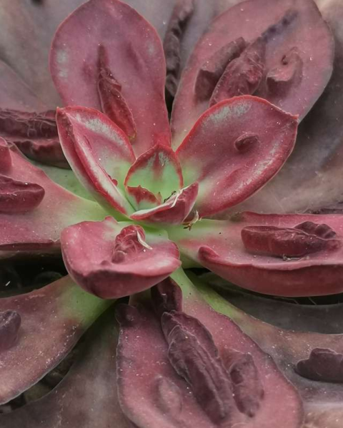 Echeveria nodulosa 'Maruba Benitsukasa'