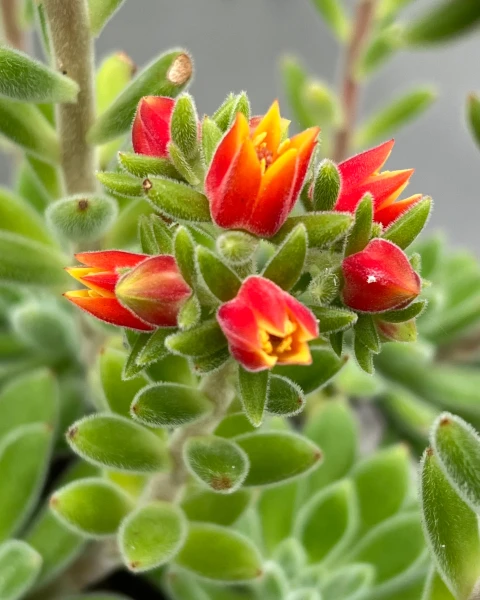 Echeveria 'Set-Oliver'