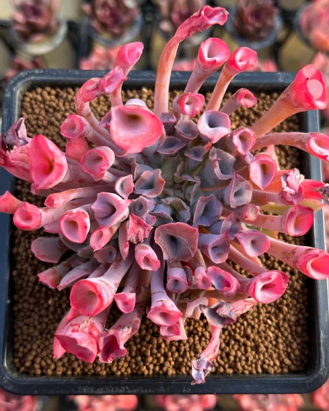 Echeveria 'Trumpet Pinky'