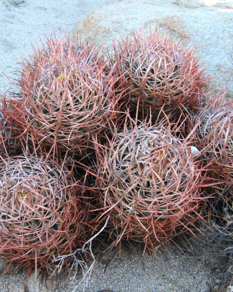 Echinocactus polycephalus