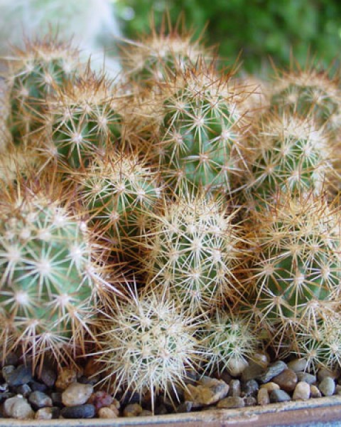 Echinocereus Barthelowanus