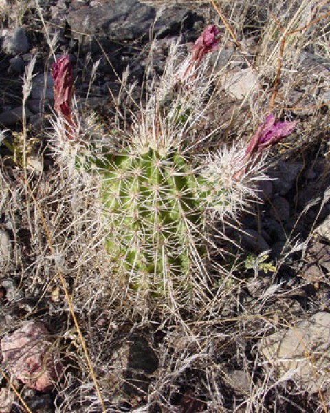 Echinocereus Boyce-thompsonii