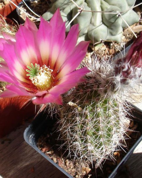 Echinocereus Chisoensis