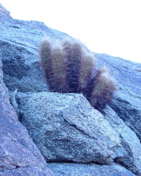 Echinocereus Engelmannii