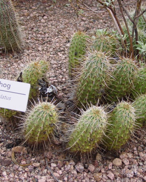 Echinocereus Fasciculatus
