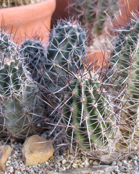 Echinocereus Fendleri