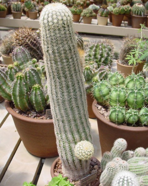 Echinocereus Grandis