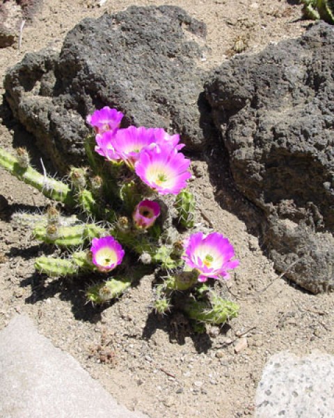 Echinocereus Pentalophus