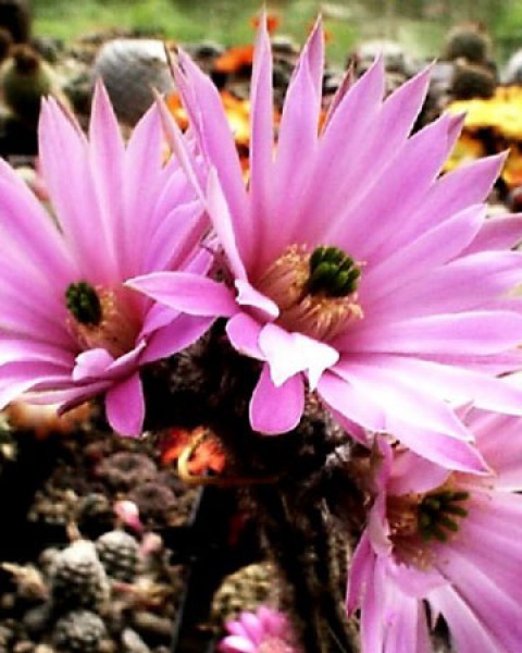 Echinocereus Poselgeri