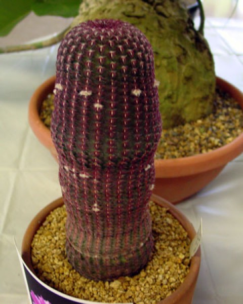 Echinocereus Rigidissimus