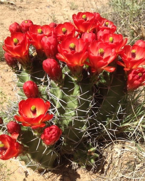 Echinocereus triglochidiatus