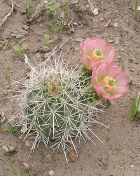 Echinocereus X Roetteri