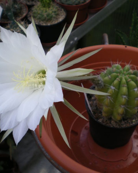 Echinopsis Arebaloi