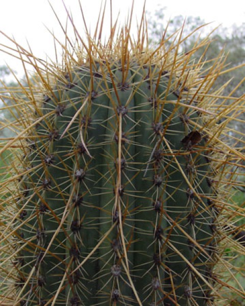 Echinopsis Atacamensis