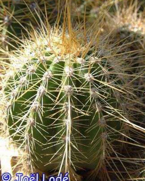 Echinopsis Bertramiana