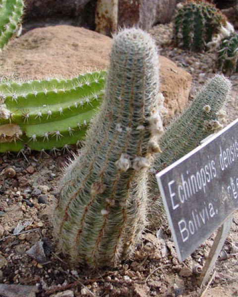 Echinopsis Densispina