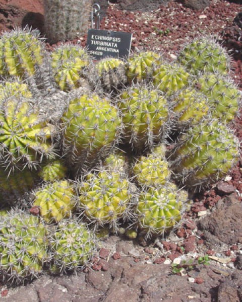 Echinopsis Eyriesii