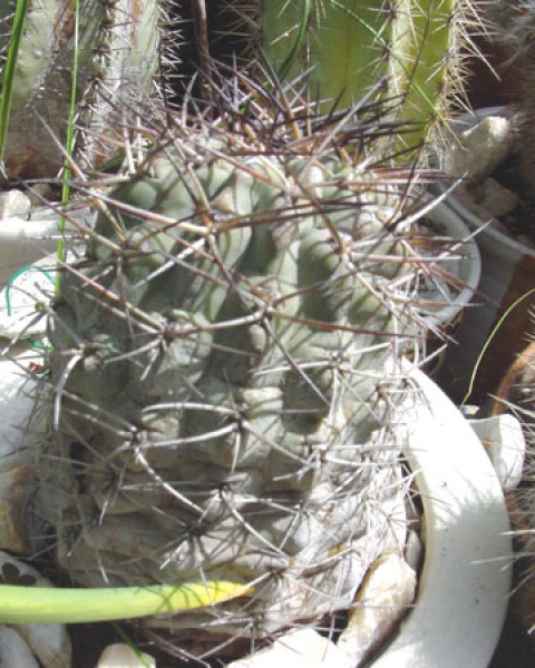 Echinopsis Glaucina