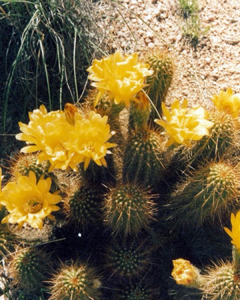Echinopsis Huascha
