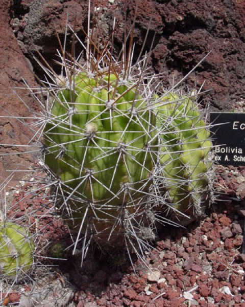 Echinopsis Huotii