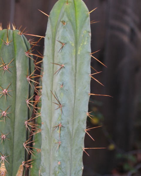 Echinopsis Lageniformis