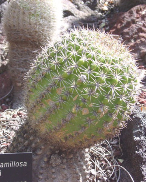Echinopsis Mamillosa
