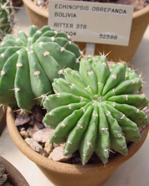 Echinopsis Obrepanda