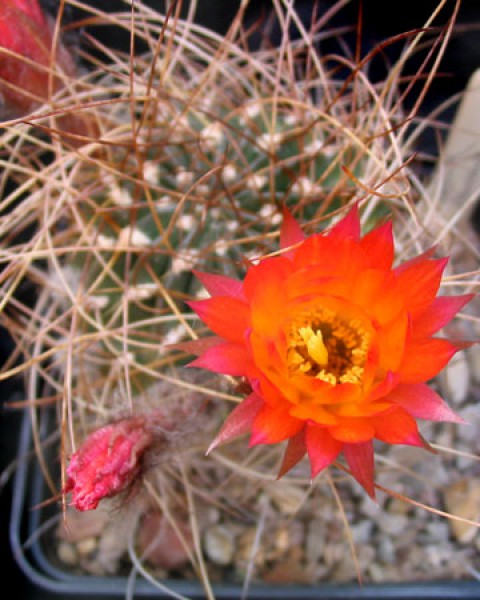 Echinopsis Pampana