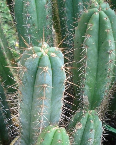 Echinopsis peruviana