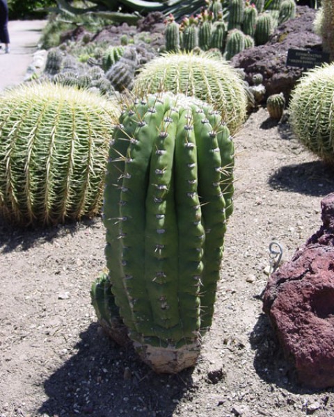 Echinopsis Robinsoniana